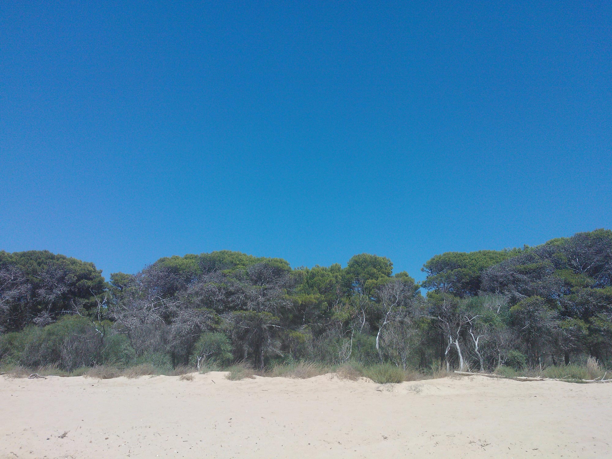 Sicily Outfall river Platani trees