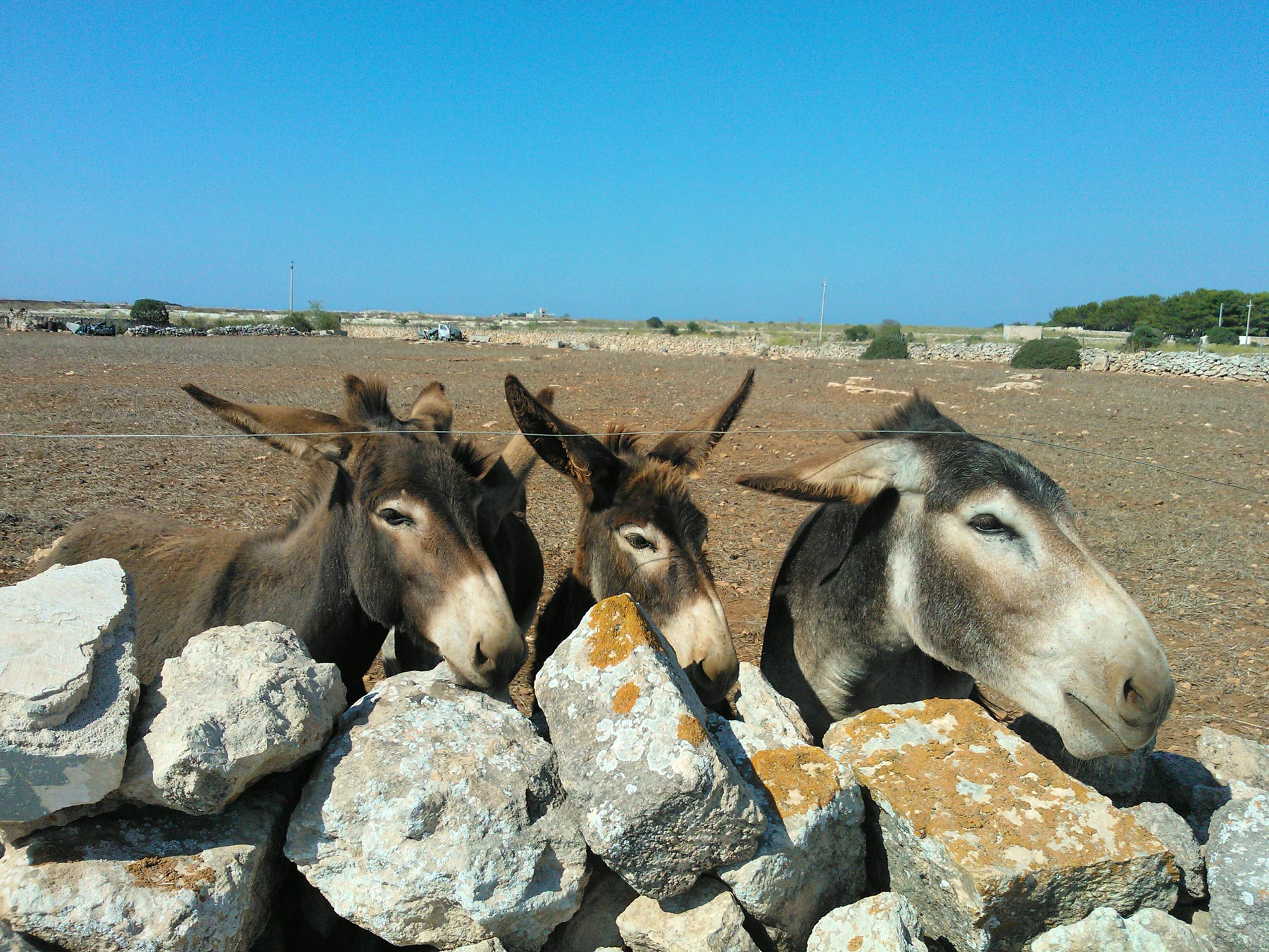 Trapani Favignana donkeys