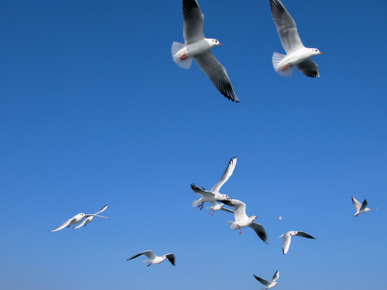 Turkey istanbul bosphorus ferry birds