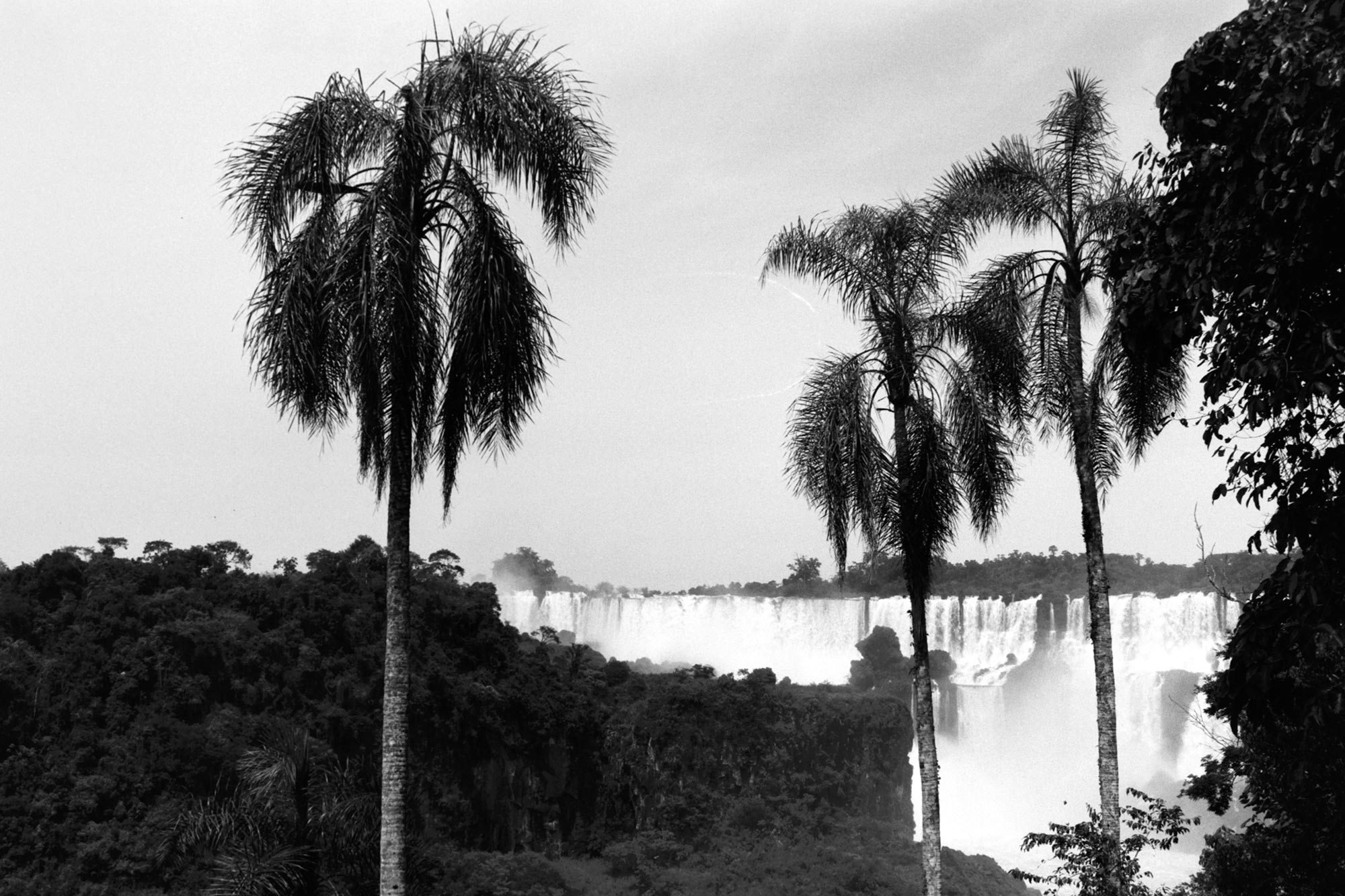 iguazu falls national park palm