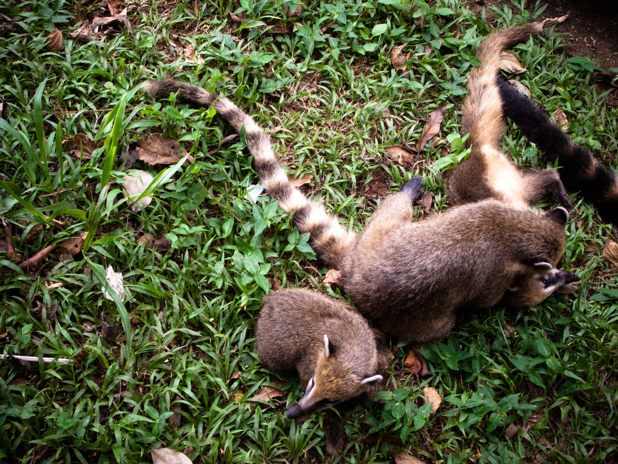 iguazu falls national park animals coatis