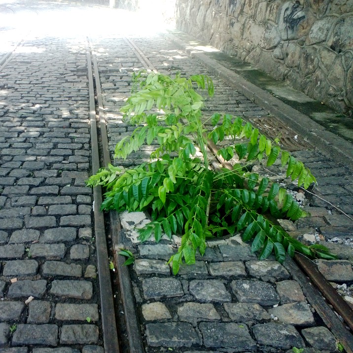 Rio de Janeiro Santa teresa cobble stones plant