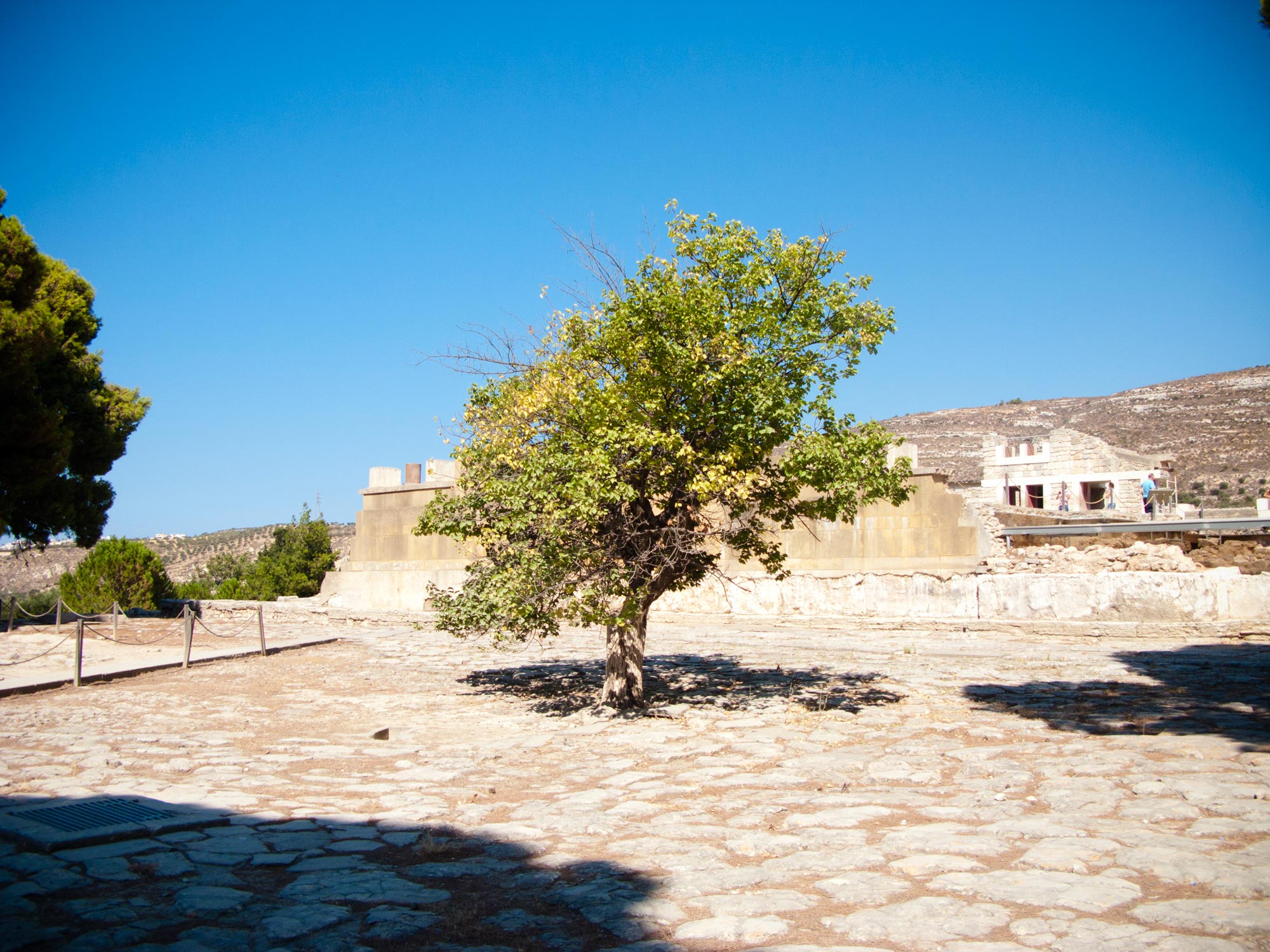 Creta Knossos Palace tree