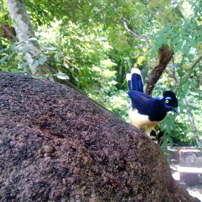 Iguazu falls national park bird blue yellow