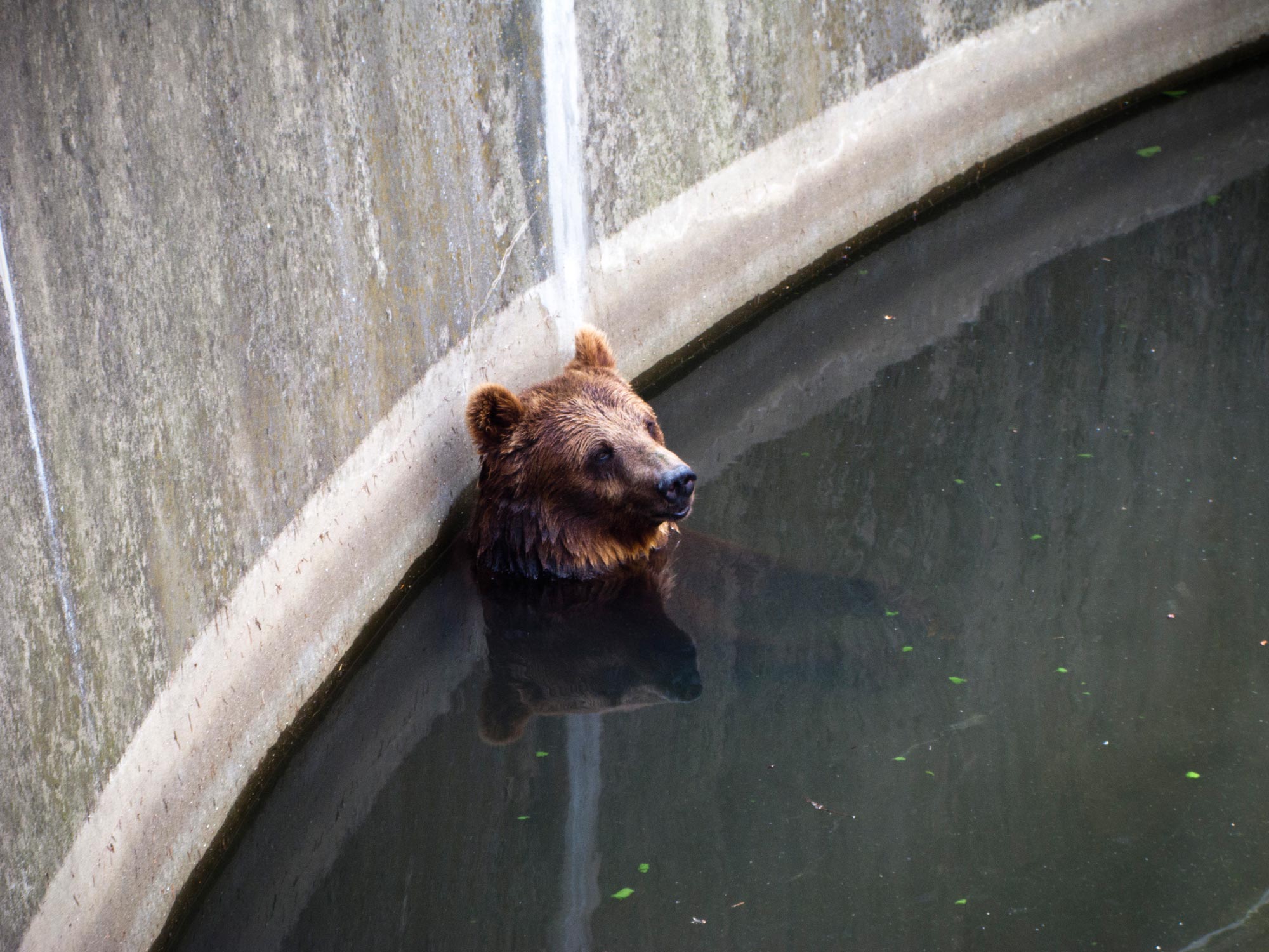 Warsaw Praga Zoo bear