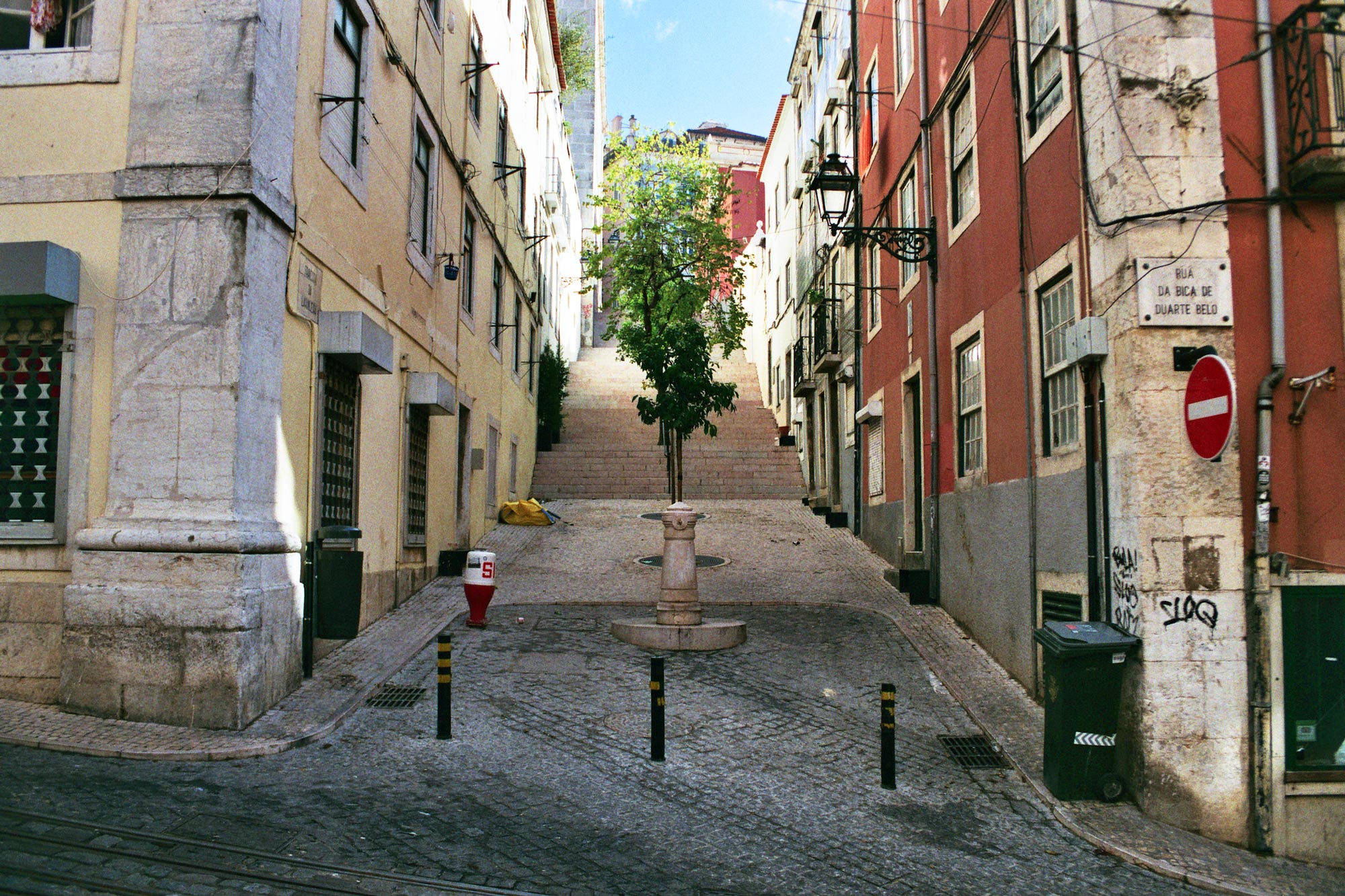 Lisbon Calcada do Bica tree