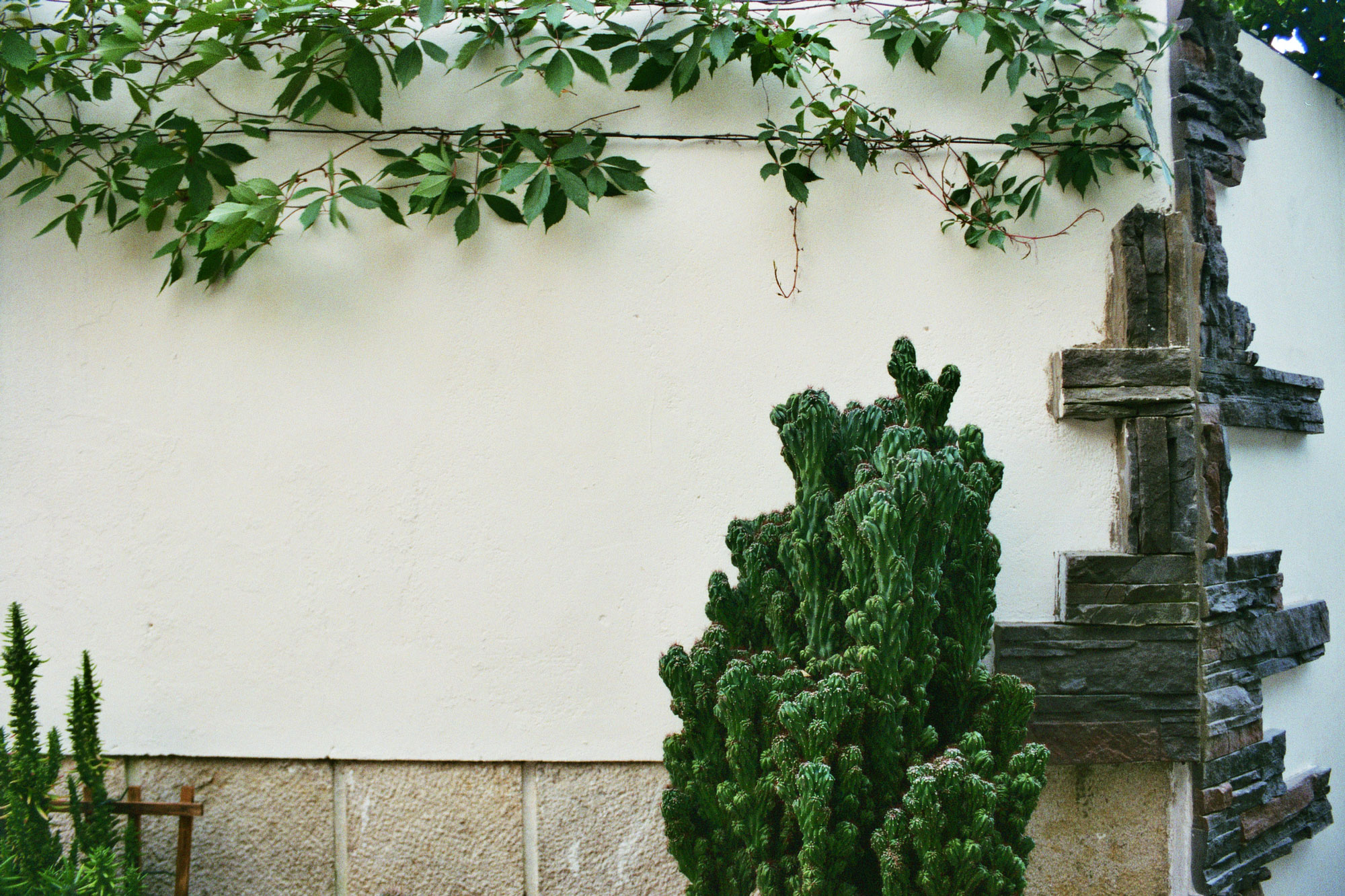 Lisbon cascais plant wall green