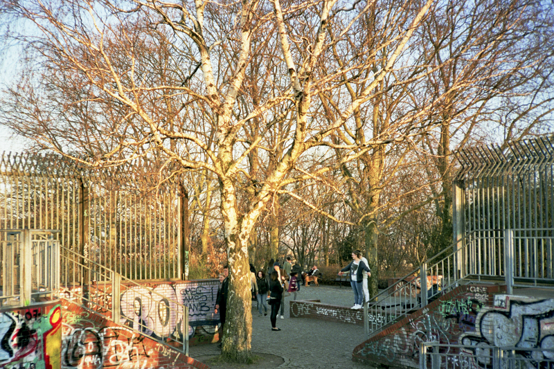 Berlin humbholdthain trees 