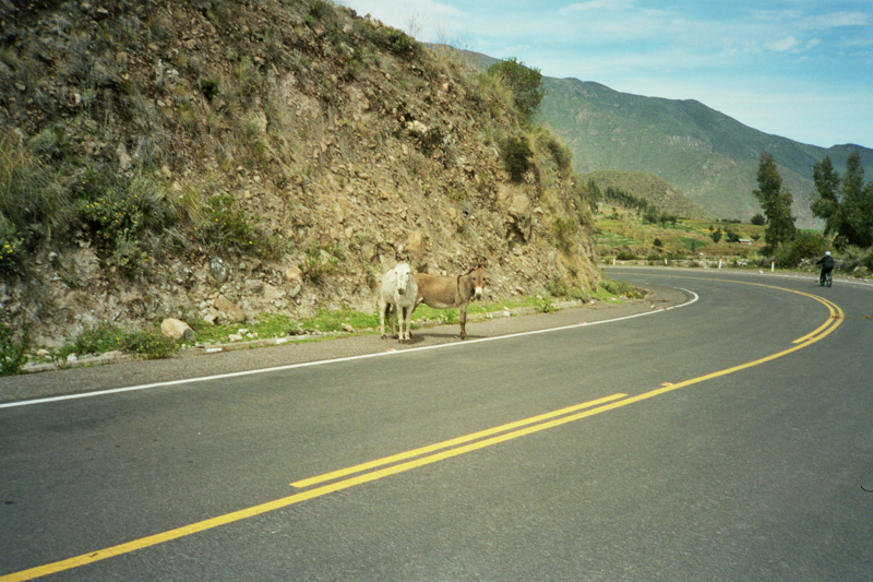 Peru Arequipa Colca Canyon cobanaconde donkeys