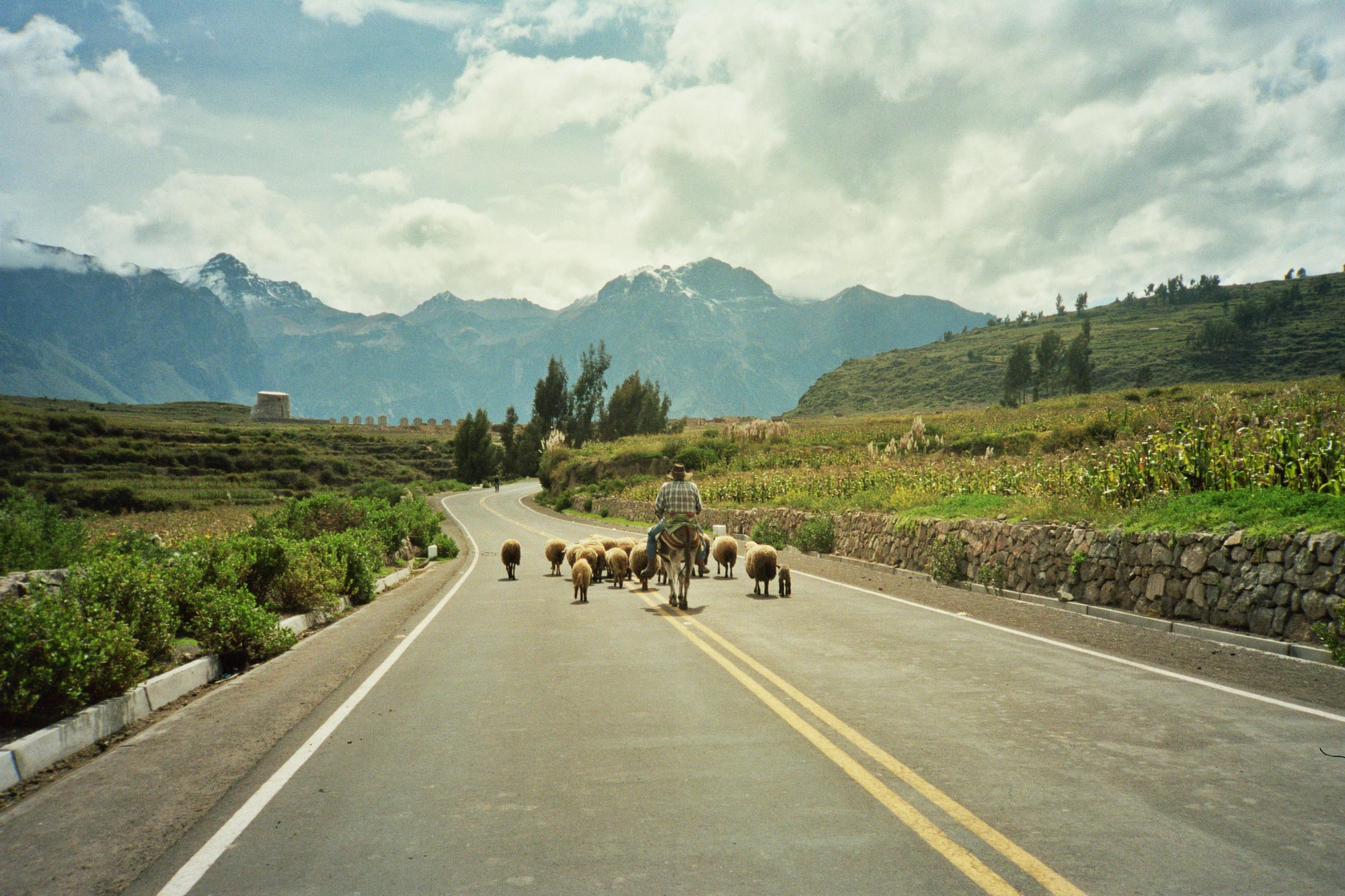 Peru Arequipa Colca Canyon cobanaconde sheeps