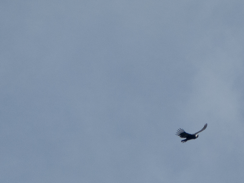 Peru Arequipa Colca Canyon Cruz del condor mirador fly