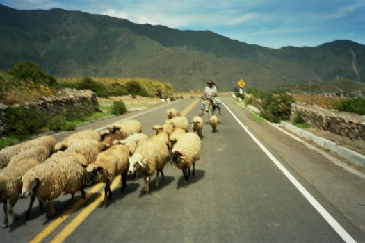 Peru Arequipa Colca Canyon sheeps