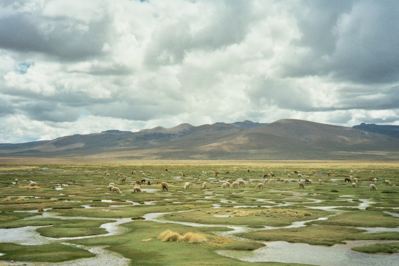 Peru Arequipa Colca Reserva de Vicunas panorama