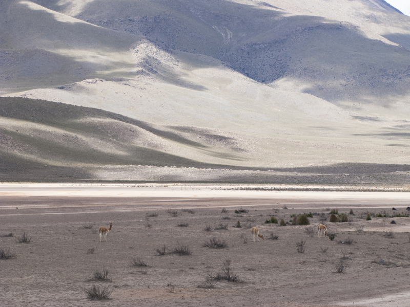 Peru Arequipa Colca Reserva de Vicunas 