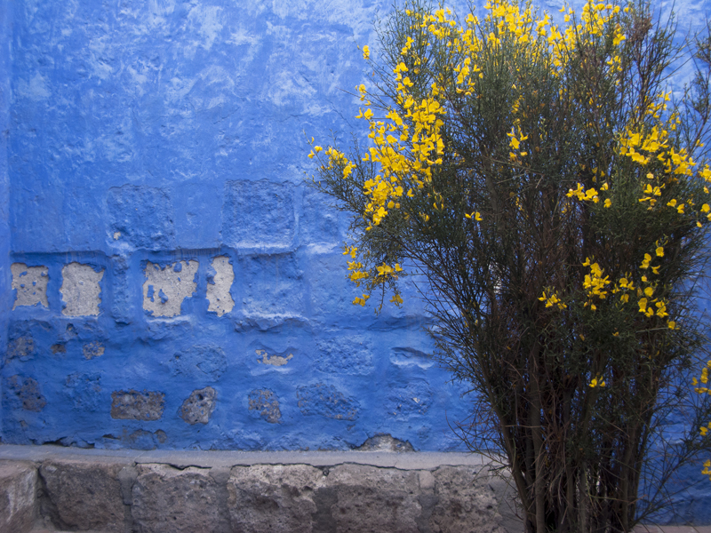 Peru Arequipa Monasterio de Santa Catalina de Siena blue wall yellow flowers