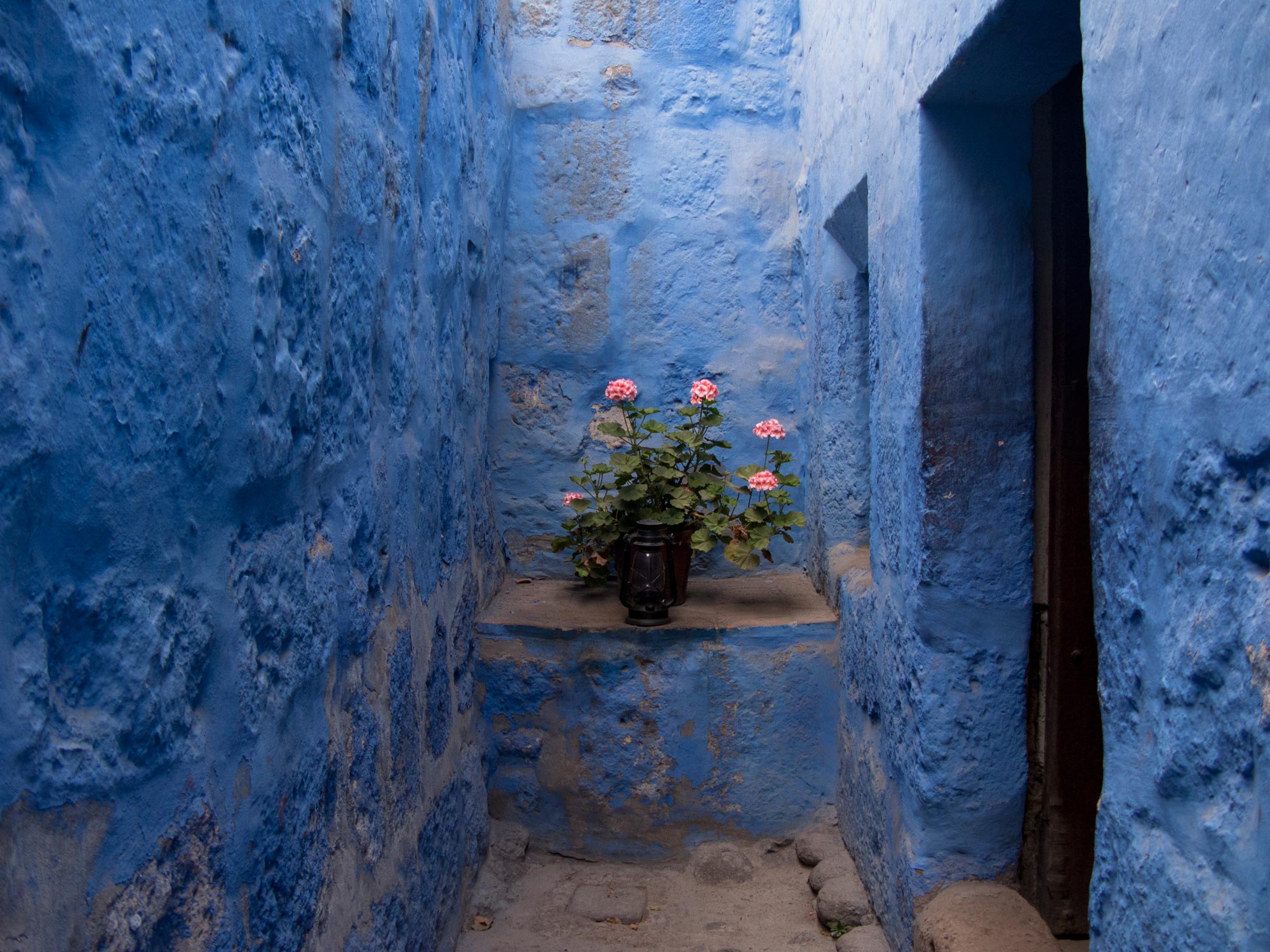 Peru Arequipa Monasterio de Santa Catalina de Siena blue roses