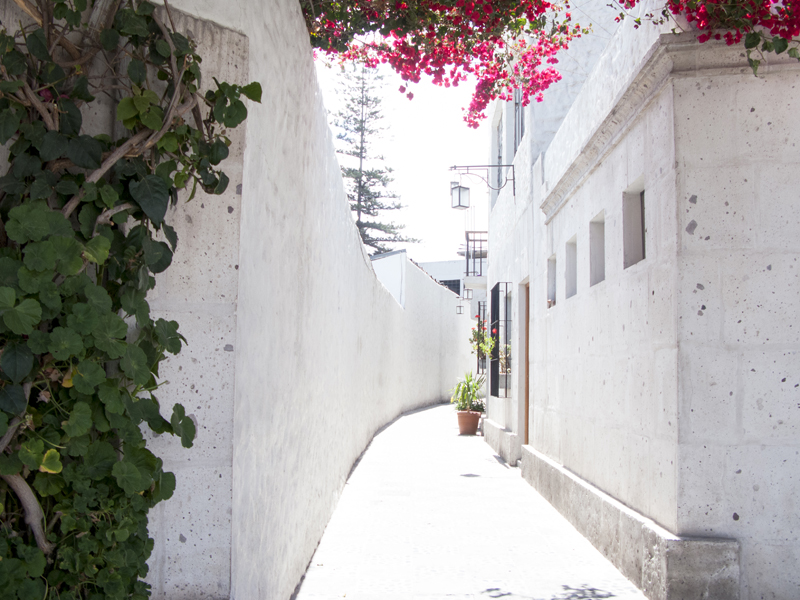 Peru Arequipa White city flowers