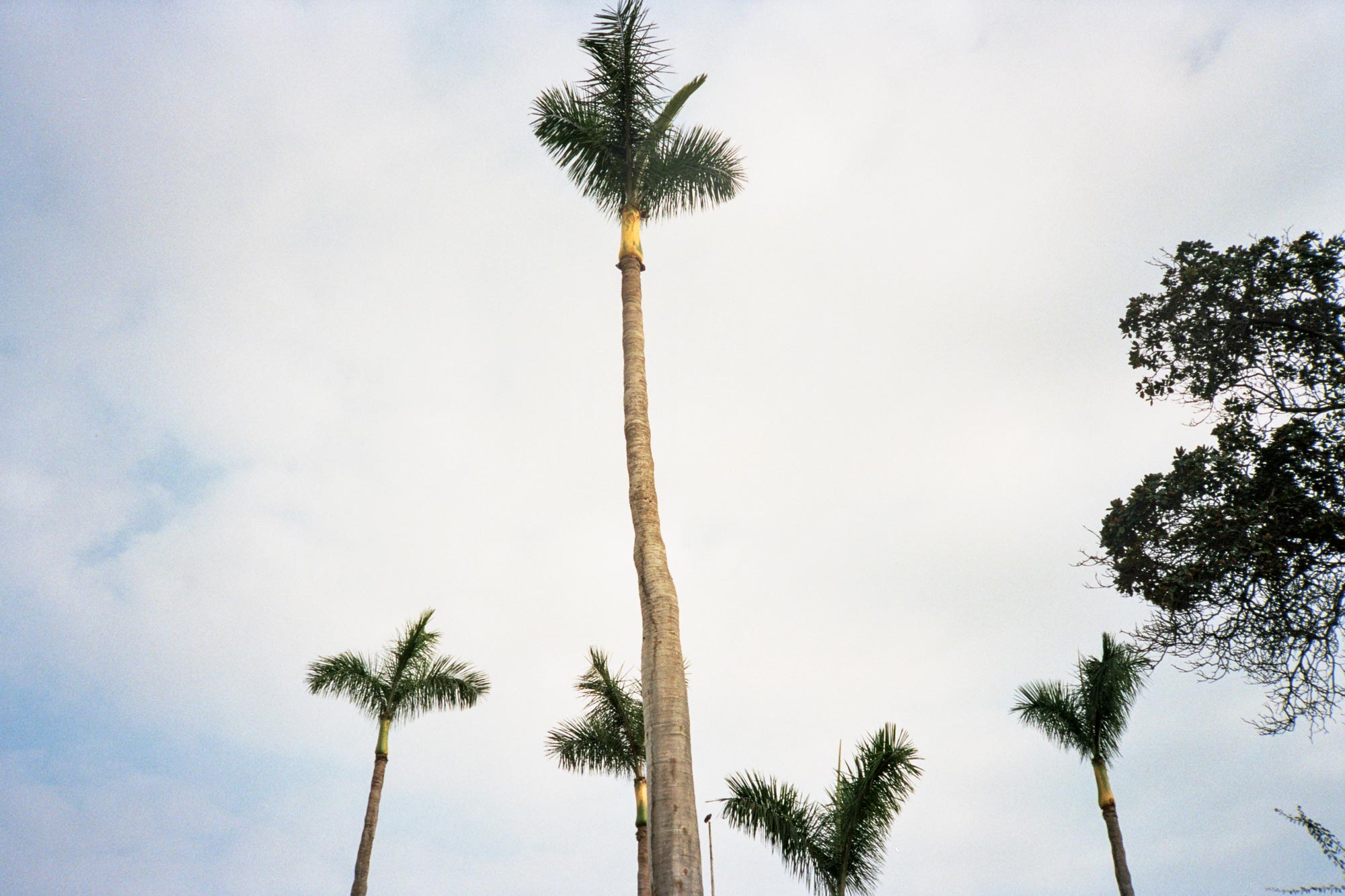 Peru Lima Costa Verde palms