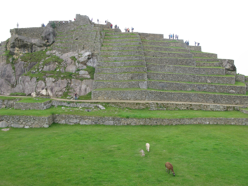 Peru machu Picchu green lama