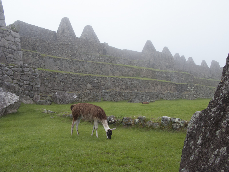 Peru Machu Picchu ruins lama