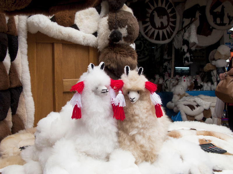 Peru cusco sacred Valley pisaq market lamas puppy