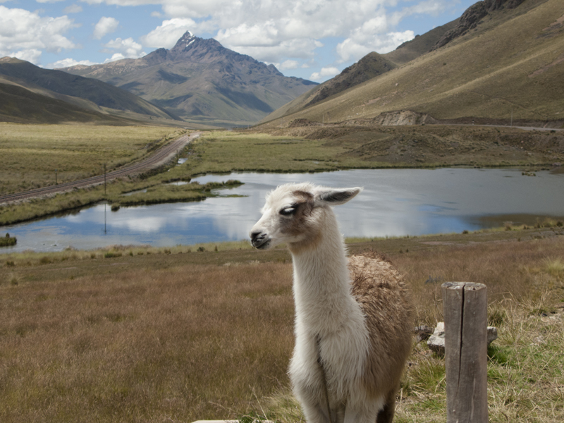 Peru Puno Cusco raya llama