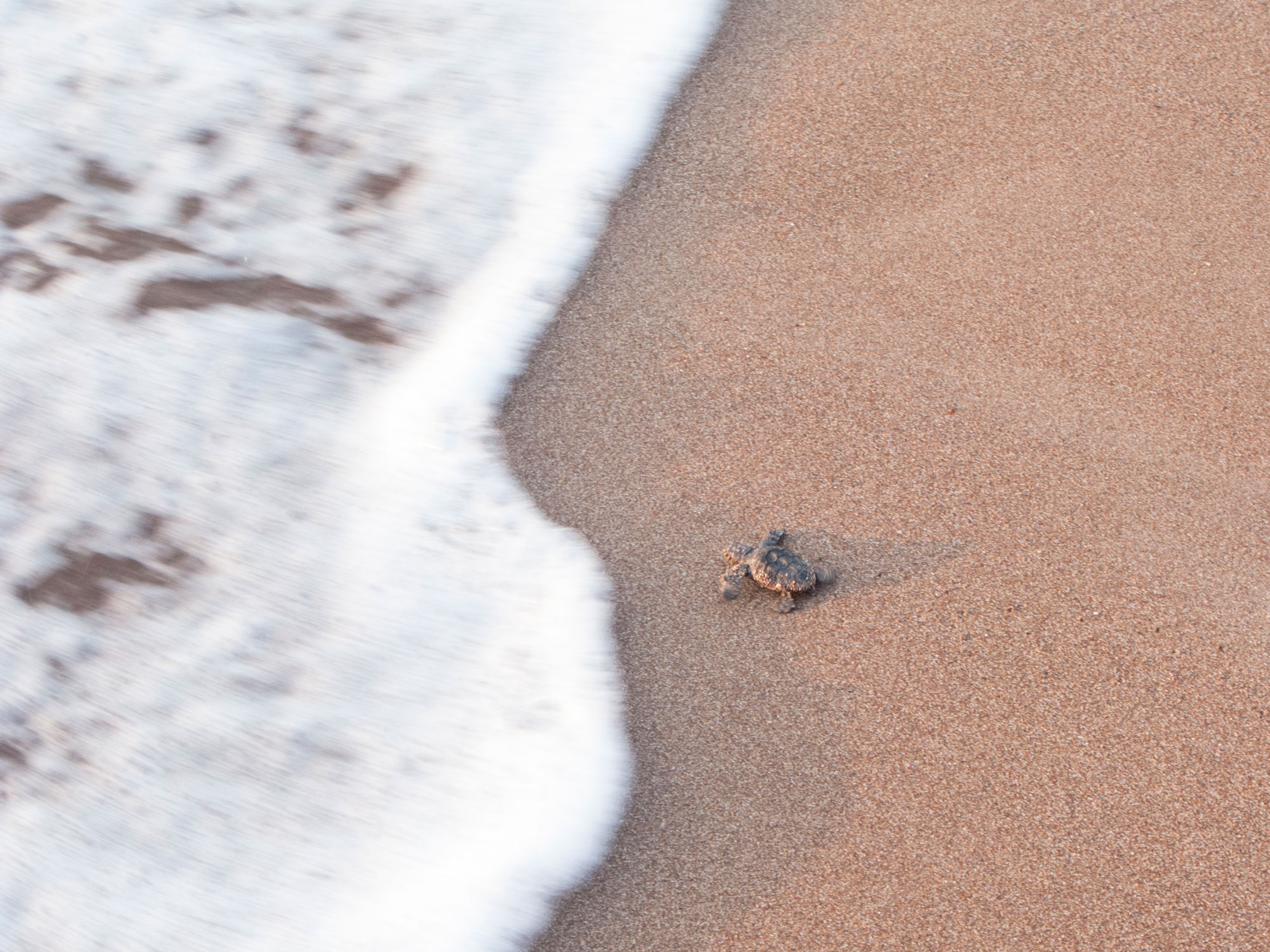 Turkey Cirali Caretta caretta turtle