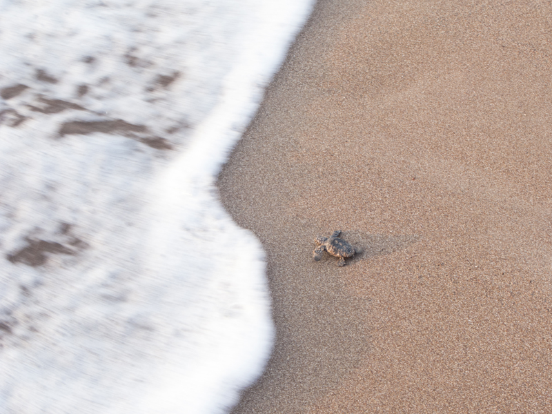 Turkey cirali caretta caretta