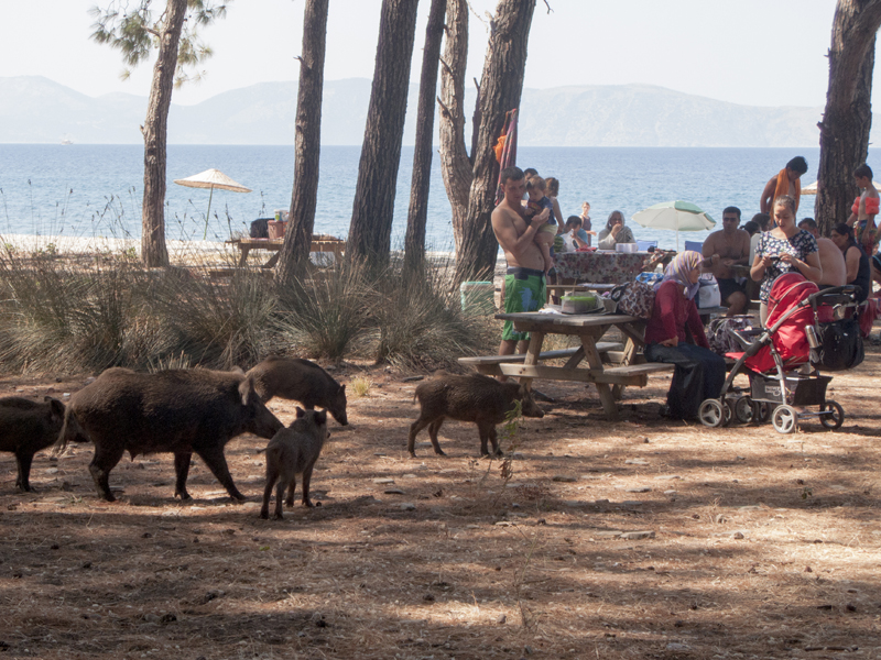 Turkey Dilek Millipark families picnic wildpigs