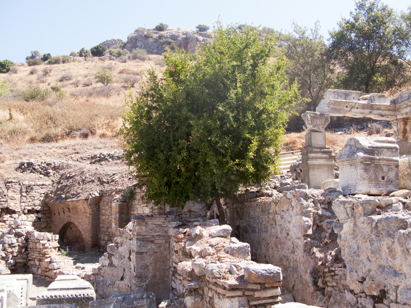 turkey ephesus ruins tree