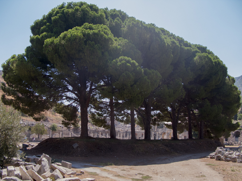 turkey ephesus ruins trees