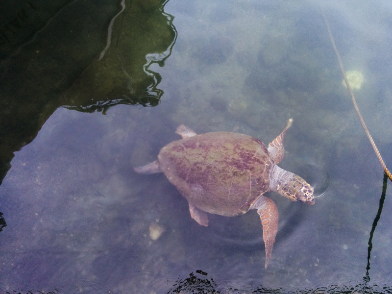 Turkey Fetihye harbor turtle