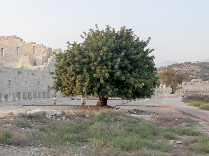 Turkey Patara ruins tree