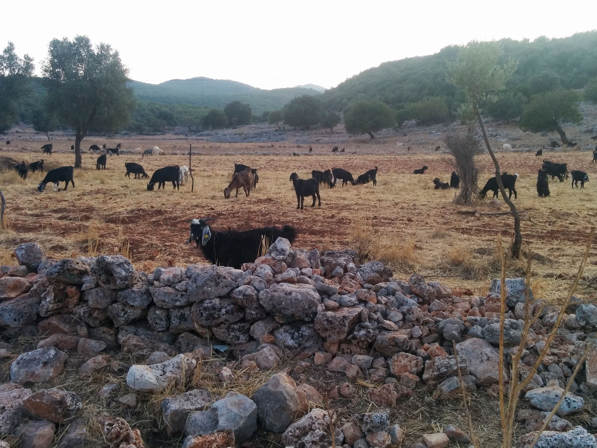 Turkey ucagiz road sheeps