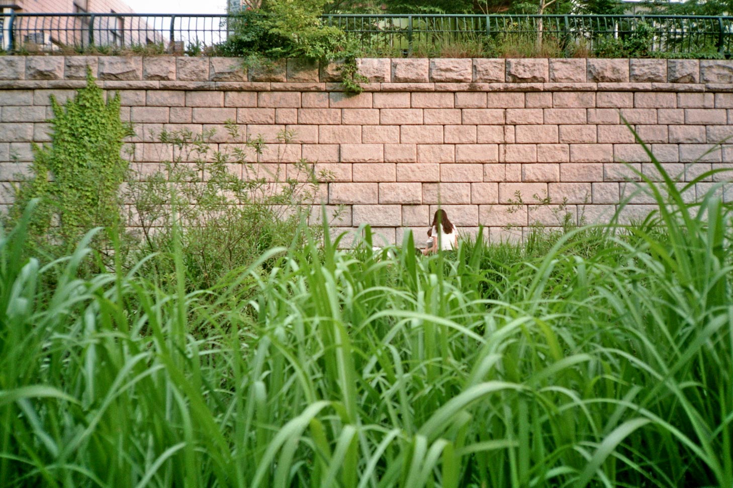 IMG_IMG_South Korea Seoul Cheonggyecheon grass