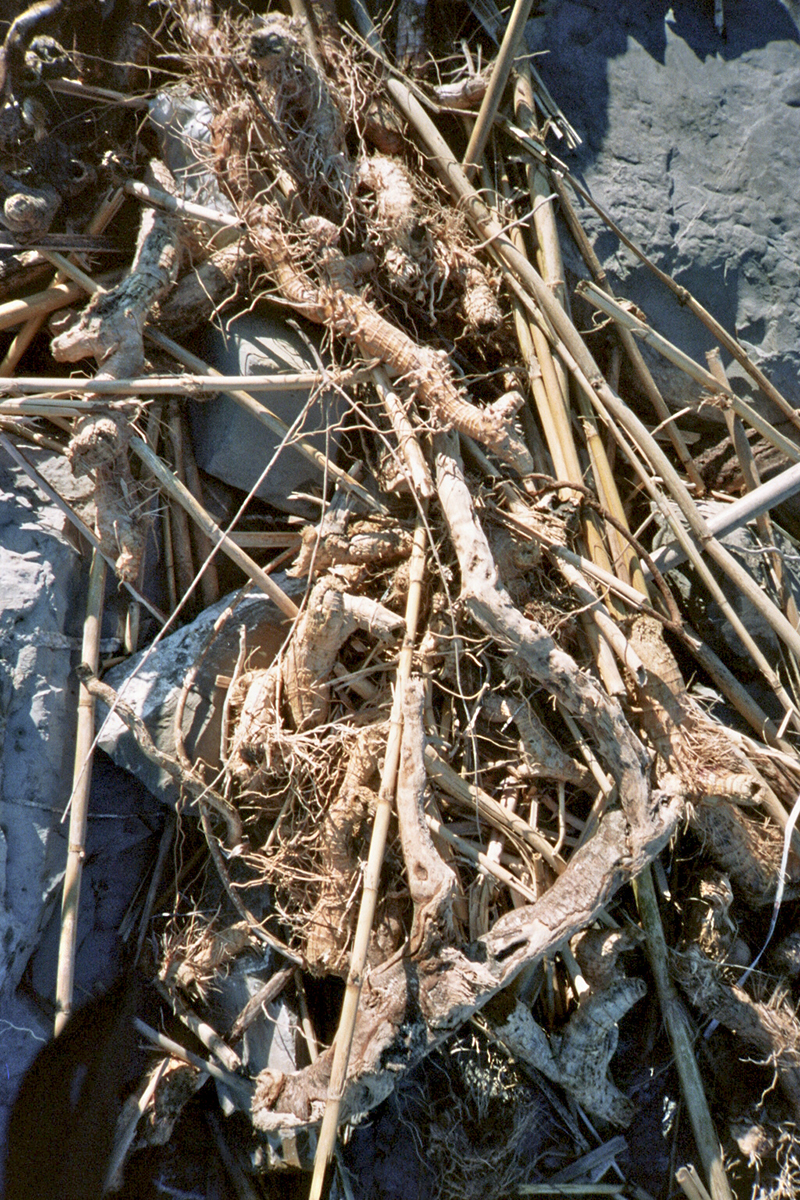 liguria San lorenzo al Mare winter branches