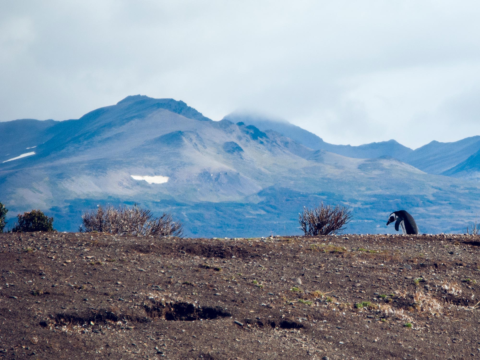 Argentin Ushuaia Beagle Channel ferry isla martillo lonely penguin