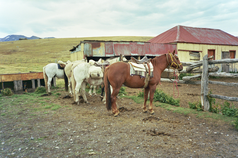 Argentina patagonia Calafate Lago roca farm horses prepared