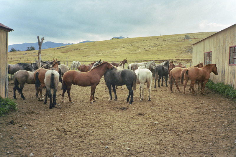 Argentina patagonia Calafate Lago roca farm horses