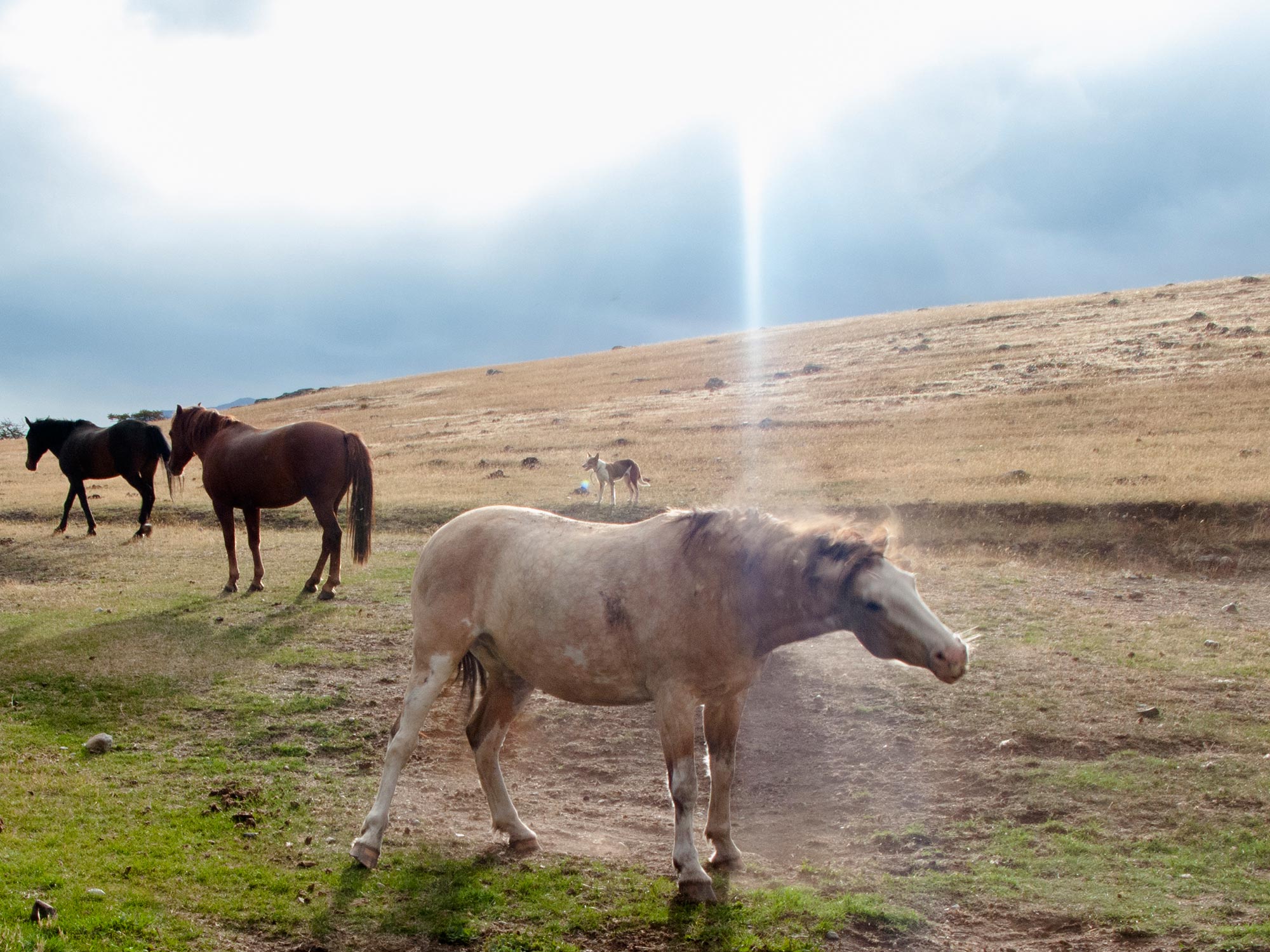 Argentina Patagonia Calafate Lago Roca beautiful horse