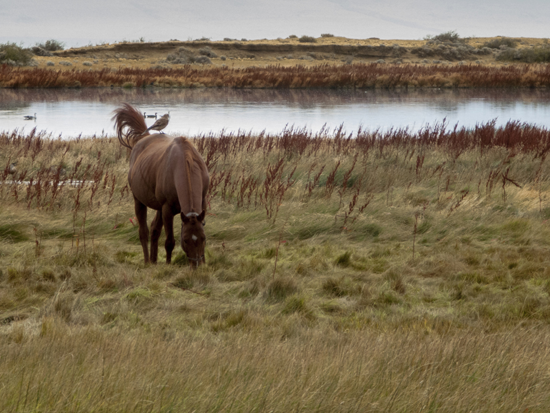 Argentina Patagonia Calafate Laguna Nimez horse bird