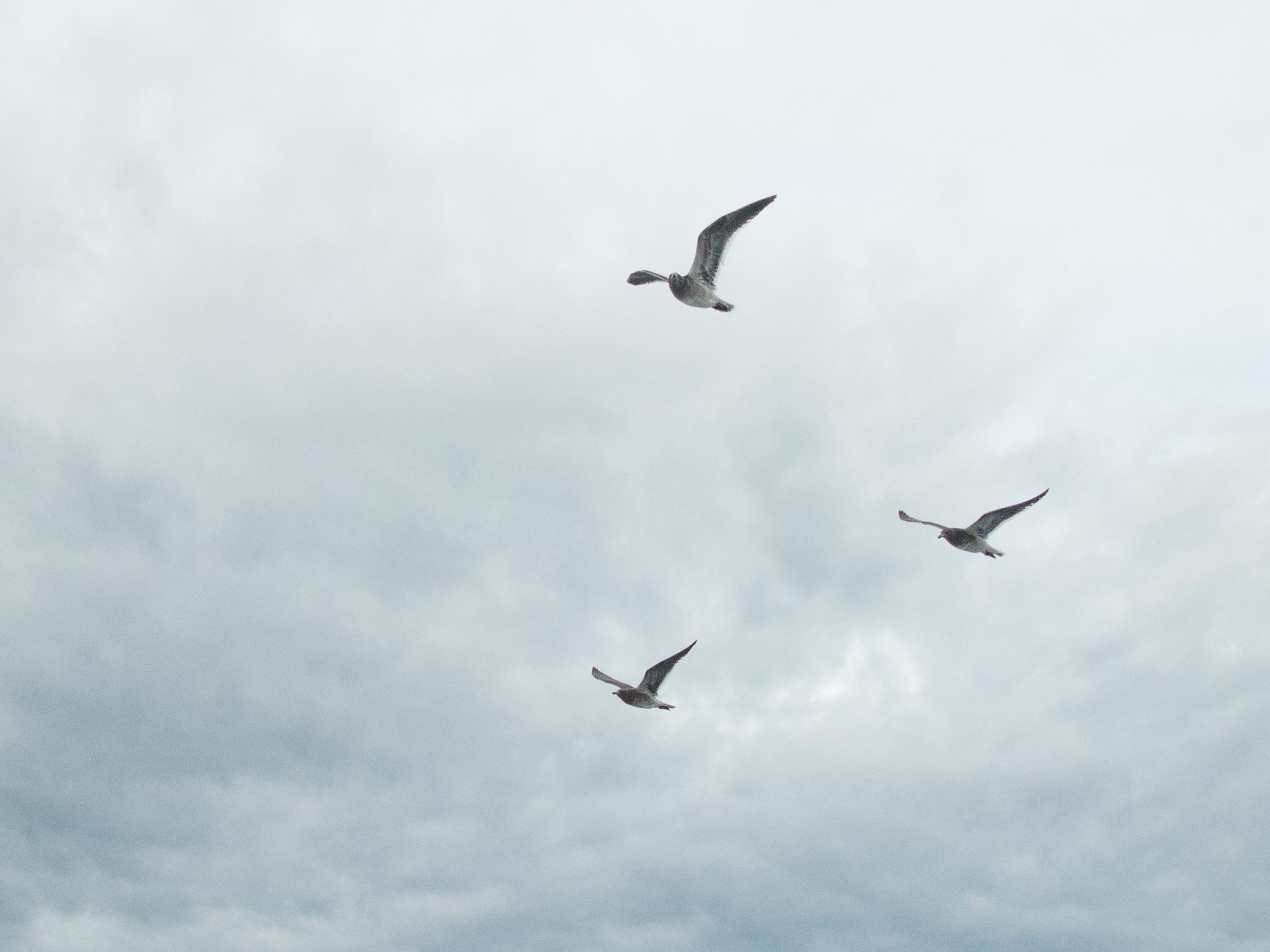 Argentina Ushuaia beagle channel birds