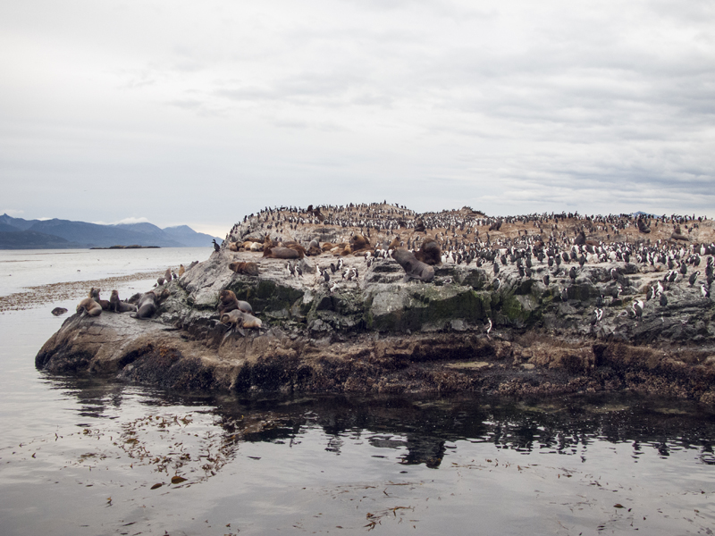 Argentina ushuaia beagle channel ferry isla de los lobos