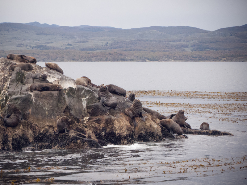 Argentina ushuaia beagle channel ferry isla de los lobos sea lions