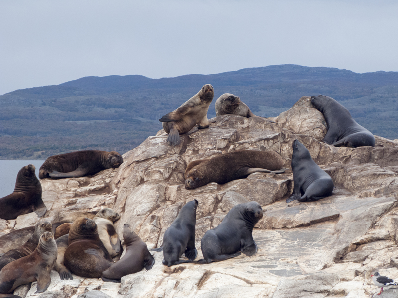 Argentina ushuaia beagle channel ferry isla de los lobos sea lion looking