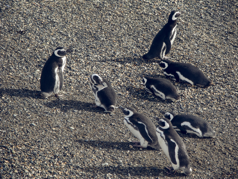 Argentina ushuaia beagle channel ferry isla martillo pinguinera penguins beach