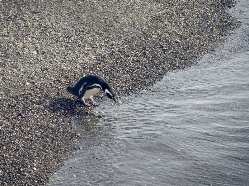 penguin drinking