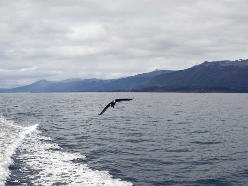 Argentina ushuaia beagle channel ferry bird