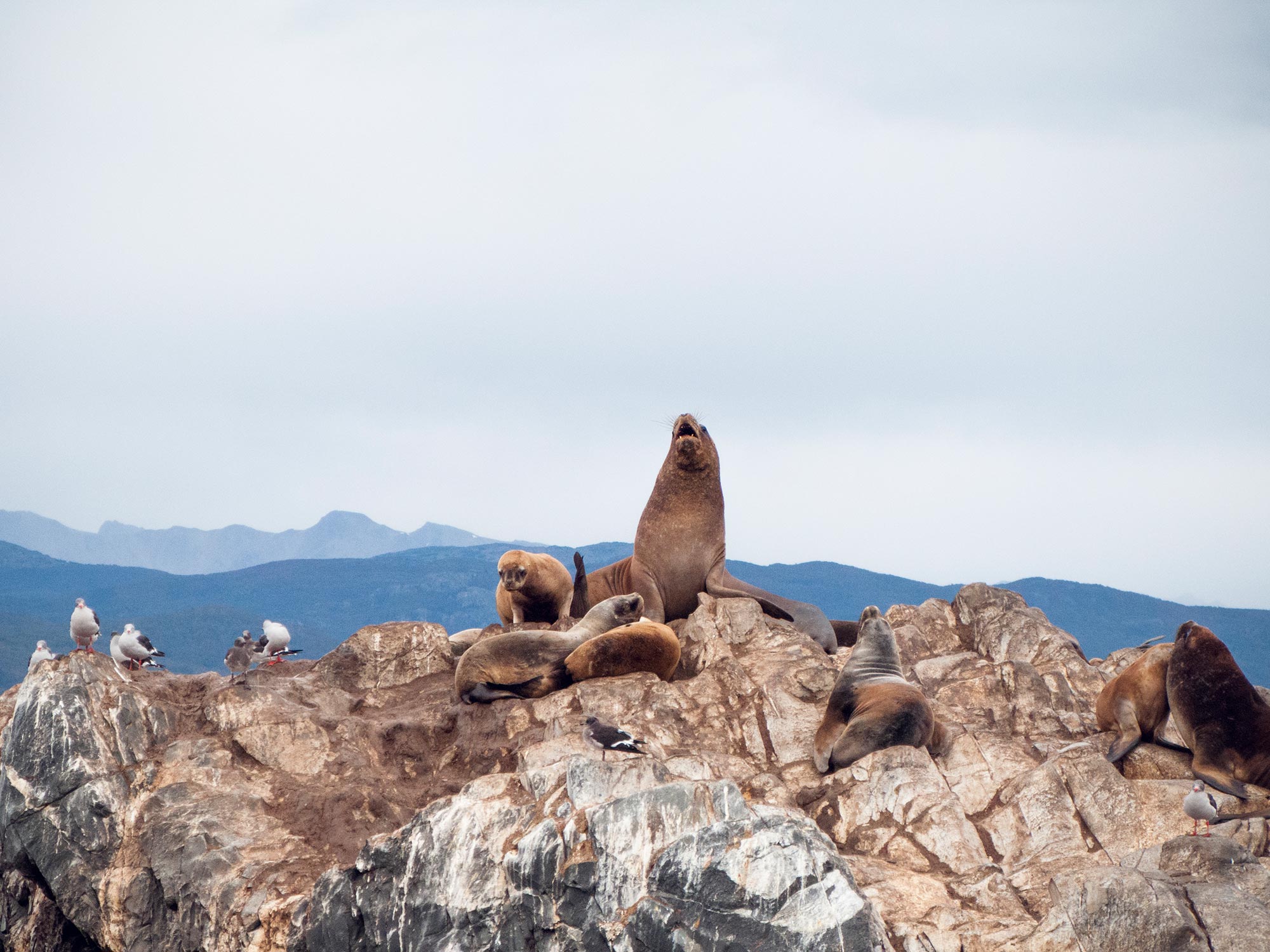 Argentina Ushuaia beagle channel isla lobos sealion royal