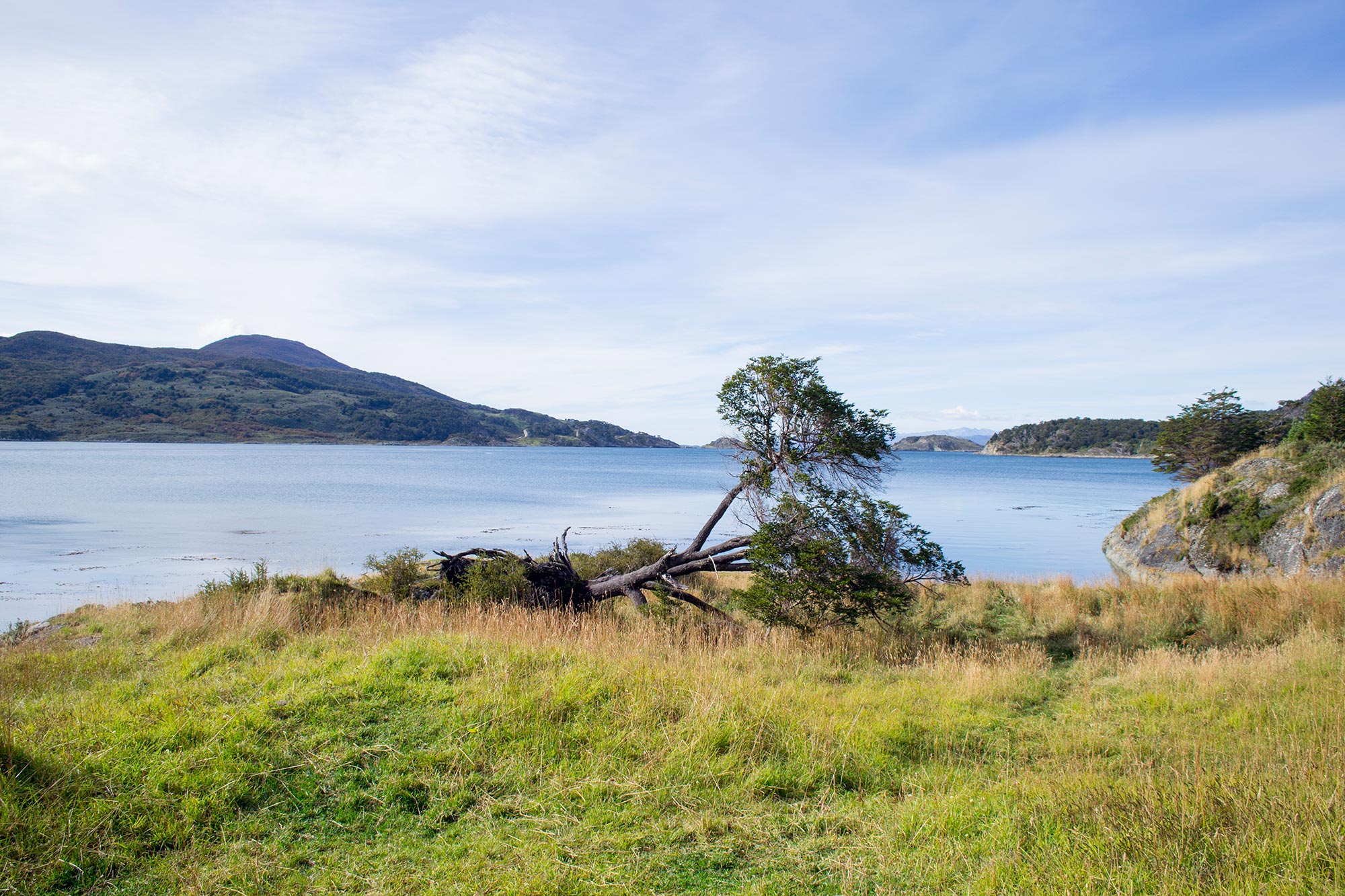 Argentina ushuaia national park tierra del fuego fallen tree